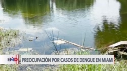 Miami es la ciudad estadounidense con más casos de dengue 