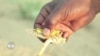 ከአጎራባች ሀገራት የሚገባ የበረሓ አንበጣ ወረርሽኝ ያሰጋት ኤርትራ የመከላከል ጥሪ አደረገች