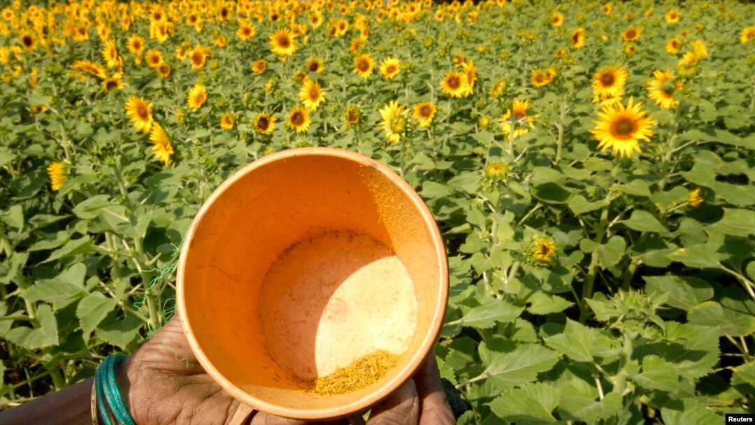 FILE - A farmer shows pollen collected from sunflowers in Zaheerabad, about 120 km west of the southern Indian city of Hyderabad March 31, 2009. (REUTERS/Krishnendu Halder)