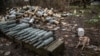 A dog sits near shells for tanks, in Siversk, Donetsk region, Ukraine, Nov. 6, 2022. 