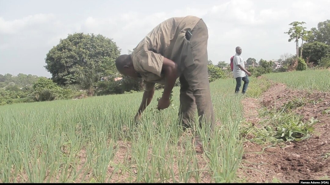 Akalla Mutane 3.6M Na Iya Fuskantar Matsalar Karancin Abinci A Ghana