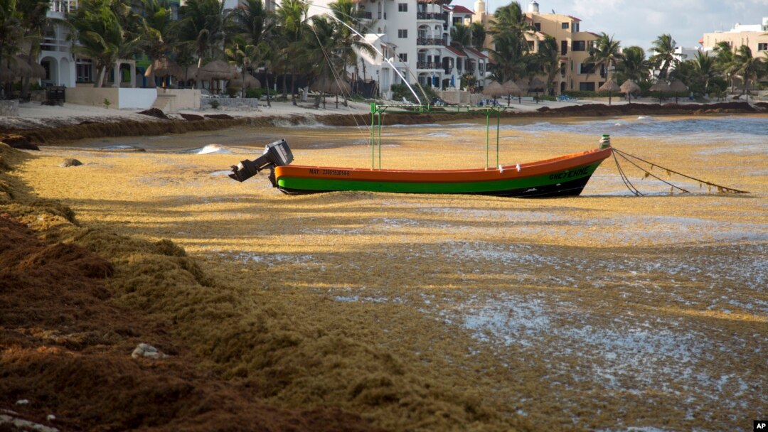 En esta imagen de archivo, una embarcación flota en el mar, rodeada de sargazo, un tipo de alga, en la bahía de la Media Luna, cerca de Akumal, en el estado mexicano de Quintana Roo, el 5 de agosto de 2018. (AP Foto/Eduardo Verdugo, archivo)