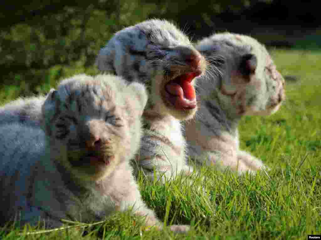 One-week-old White Bengal tiger cubs are seen at Taigan Safari Park near Belogorsk, Crimea, Oct. 23, 2018.