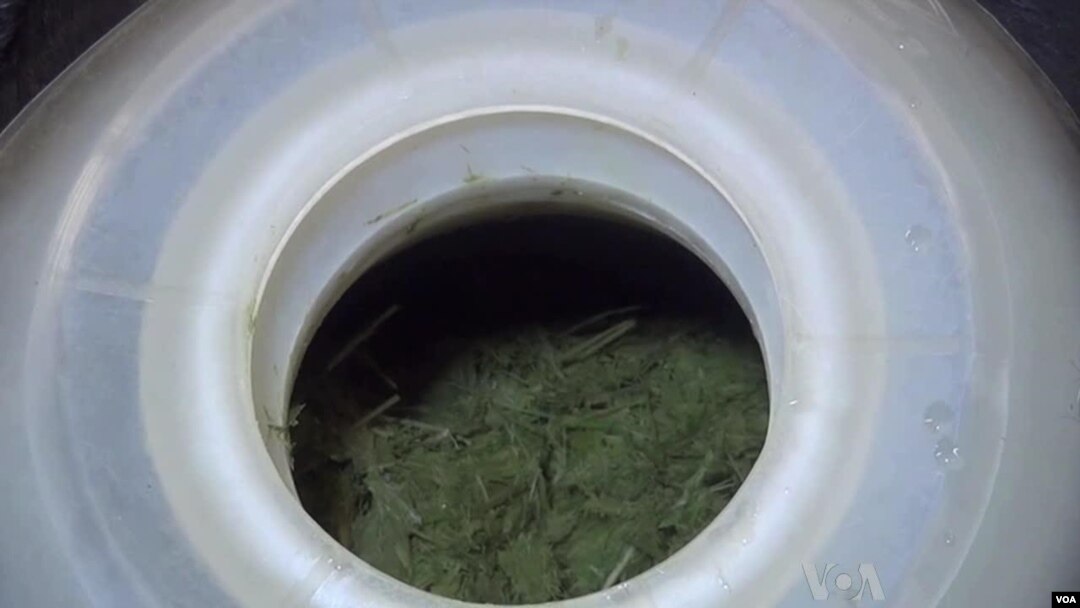 Hershey the cow's open porthole reveals what’s left of her latest meal, a mass of warm, wet grass in the process of being digested by microbes. (Shelley Schlender for VOA)