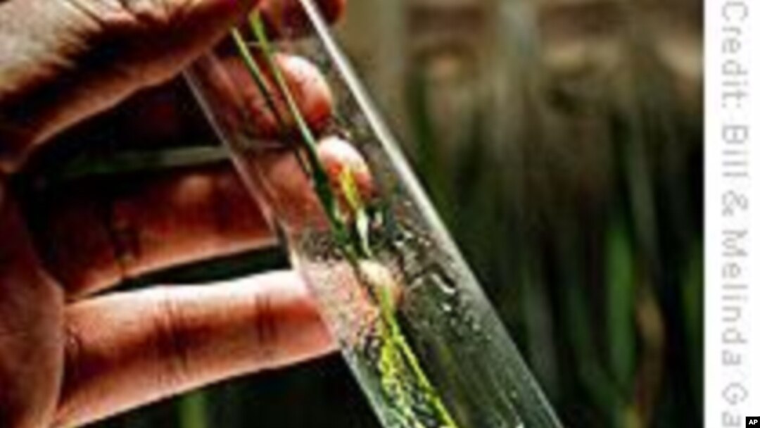Gates Foundation Awards $120 Million For African Agriculture
