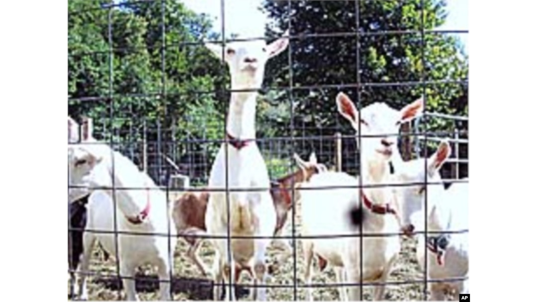 Goats are relatively easy to raise. They're self-sufficient - surviving quite well on available grasses. Contrary to their cartoon caricatures, they don't eat tin cans.