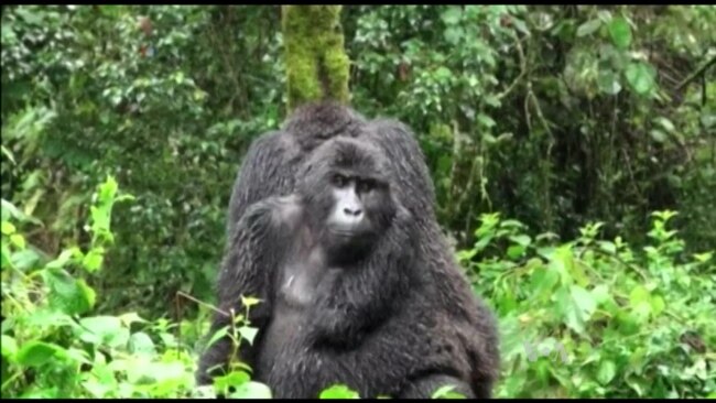 Over Half The World's Primates Headed Towards Extinction