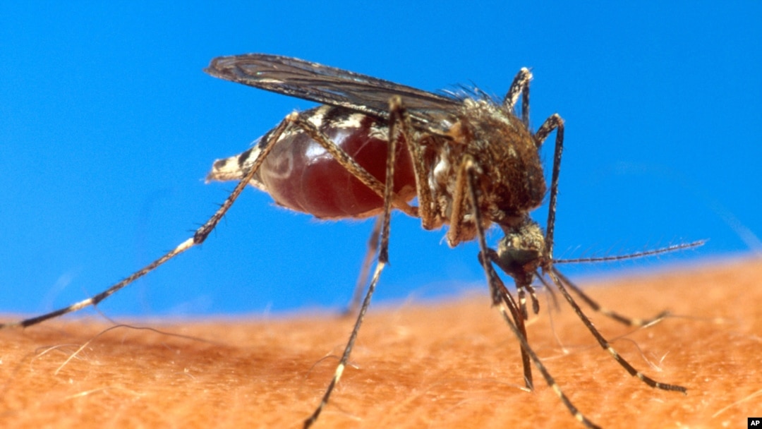 FILE - An aedes aegypti mosquito on human skin.