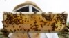 Veterans Beekeeping 2