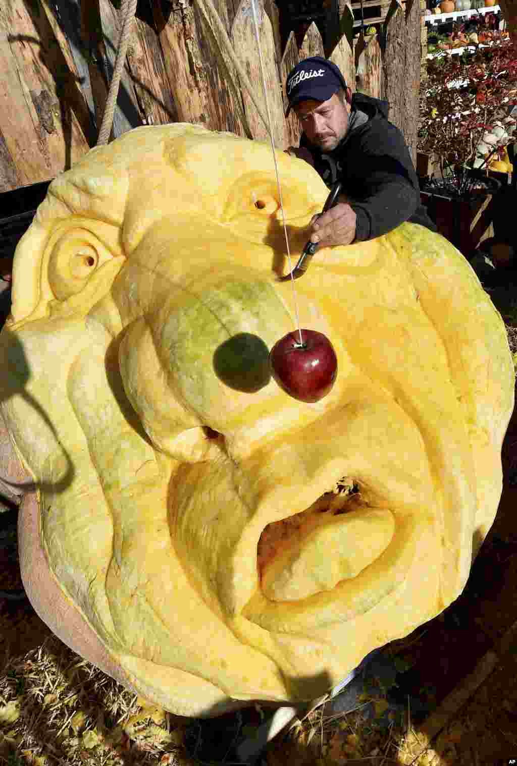 Rick Reiski works on a 560 kg pumpkin on occasion of a pumpkin exhibition in Klaistow, eastern Germany.