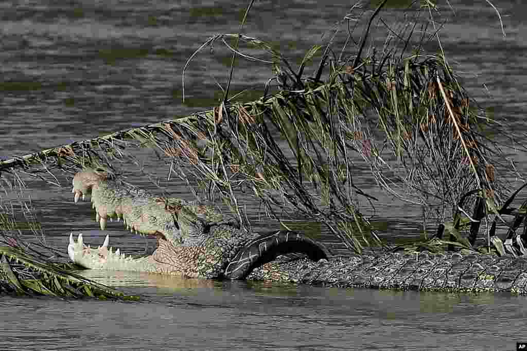 A crocodile trapped inside a rubber tire swims along a river&#39;s edge among debris left by a massive earthquake and tsunami that hit Indonesia last month.