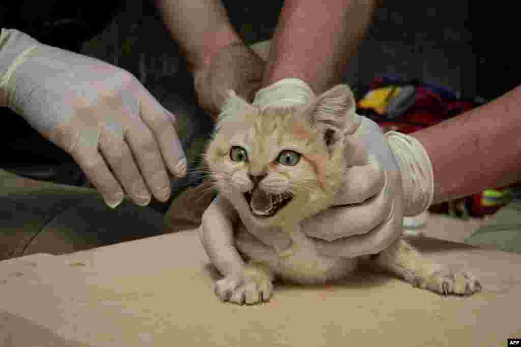 A veterinarian and a healer hold down a Sand Cat cub in the &quot;Parc des Felins&quot; zoological park, in Lumigny-Nesle-Ormeaux, east of Paris, for a general health check and the implant of a microchip.