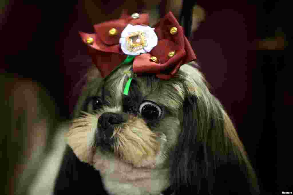 A dog is seen in a fashion exhibition during the seventh edition of the &quot;Mi Mascota&quot; (My Pet) fair in Malaga, southern Spain, Nov. 24, 2018.