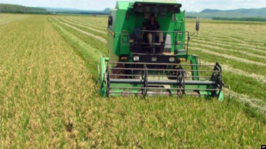 Malanje: Famílias encorajadas a produzirem alimentos