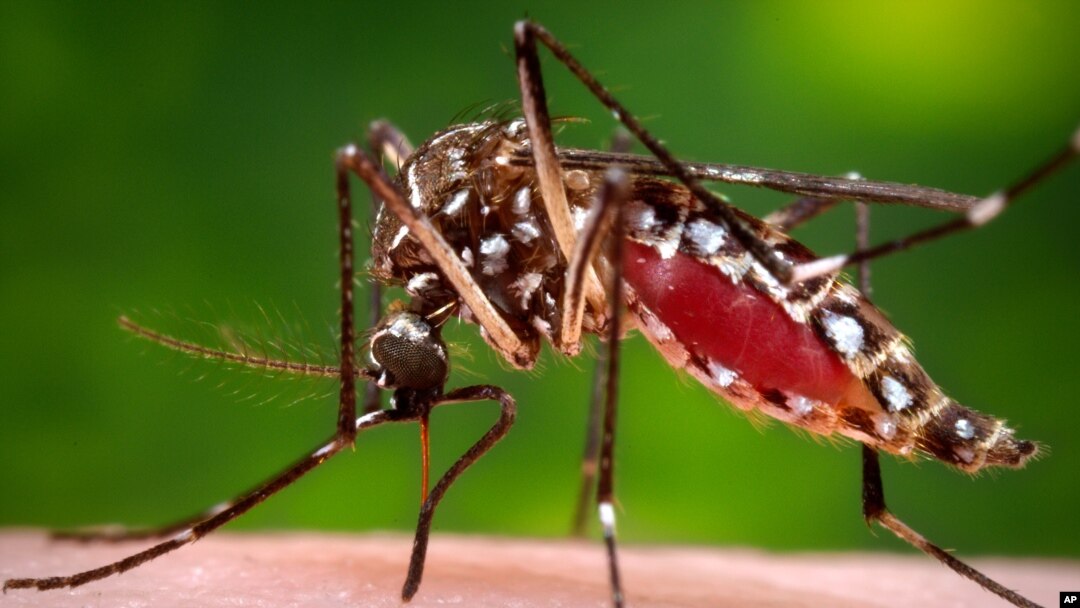 Esta foto de los Centros para el Control y Prevención de Enfermedades de EE.UU. muestra un mosquito aegypti hembra, causante del virus del Zika.