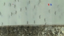 El Zika se propaga en forma explosiva