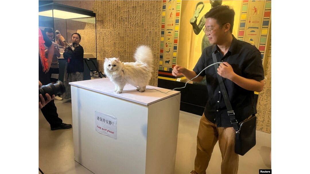 แมวถ่ายภาพกับเจ้าของที่ทางเข้างาน Shanghai Museum's "Meow Night" ที่นครเซี่ยงไฮ้ จีน 31 ส.ค. 2024 (REUTERS/Casey Hall)