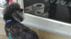 A poodle waits to go into EMMAvet in Alexandria, Virginia. (Deborah Block/VOA)