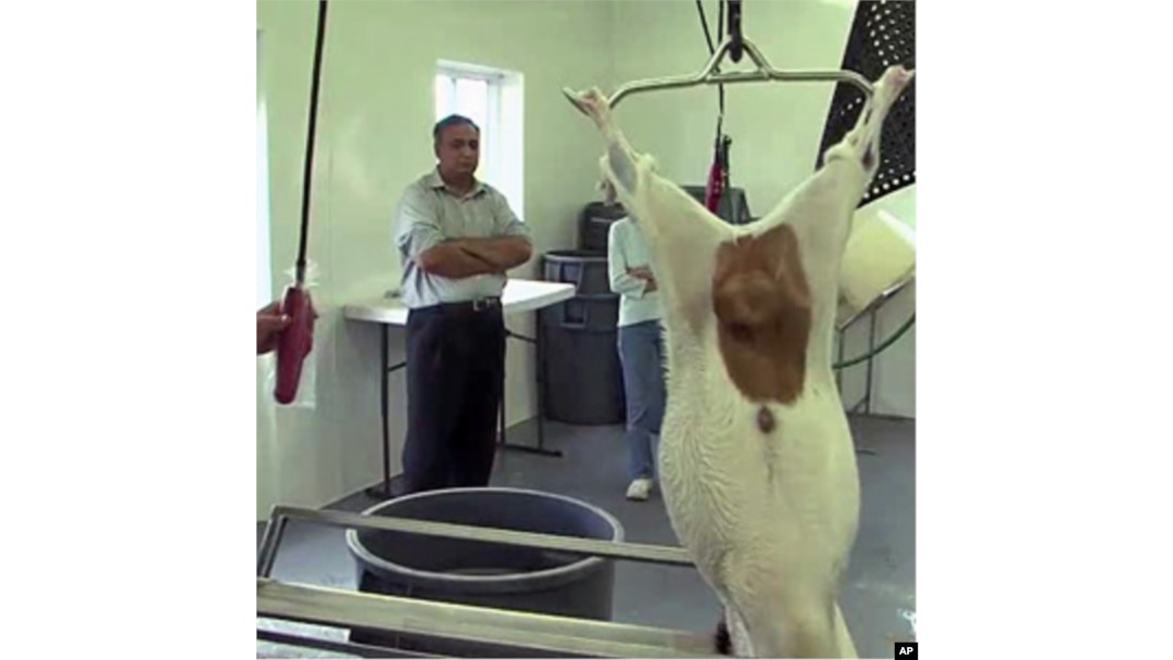 Goat meat is a hot commodity in America's booming immigrant communities.