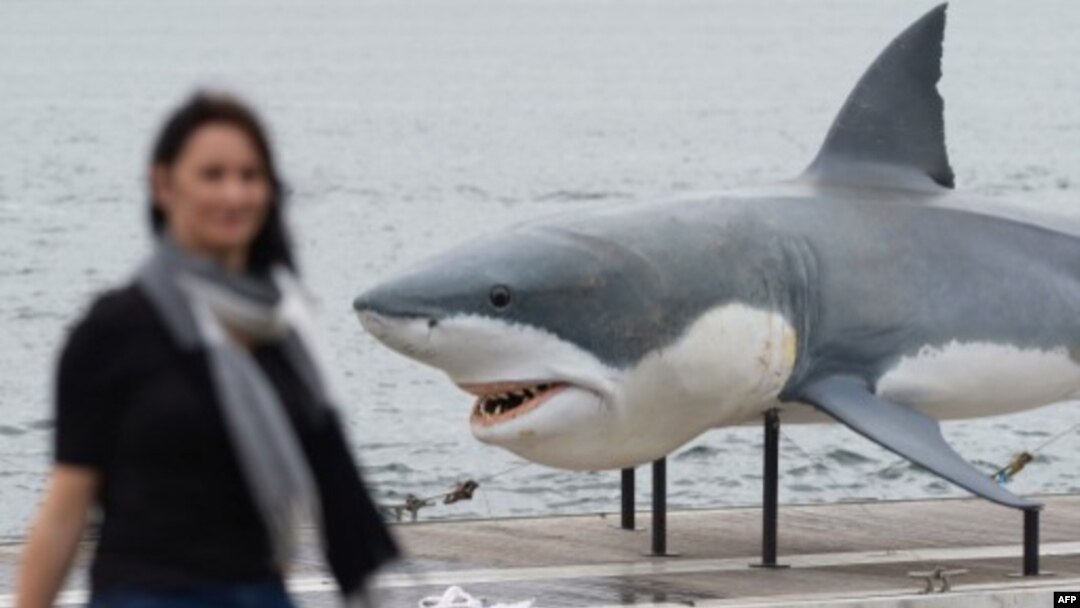 A 7.4 meter great white shark replica floats into Sydney Harbor, Nov. 26, 2013.