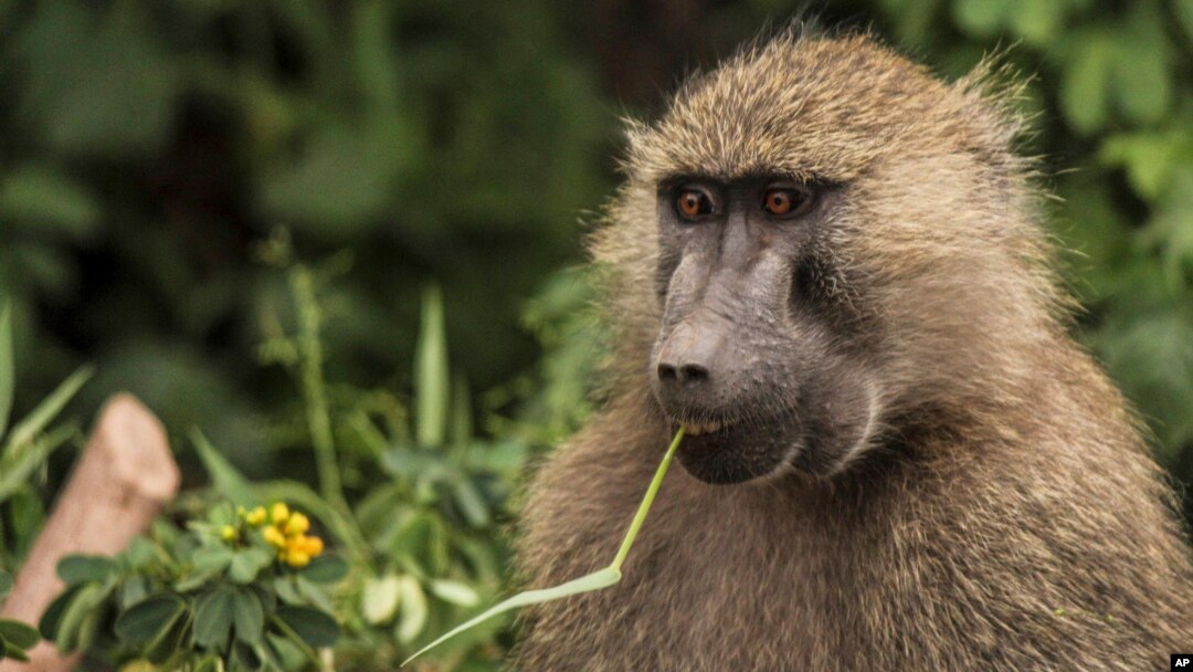 FILE - A baboon feeds on plants in Lake Manyara National Park on the outskirts of Arusha, northern Tanzania. 