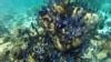 Climate Change Could Increase Oceanic Mercury