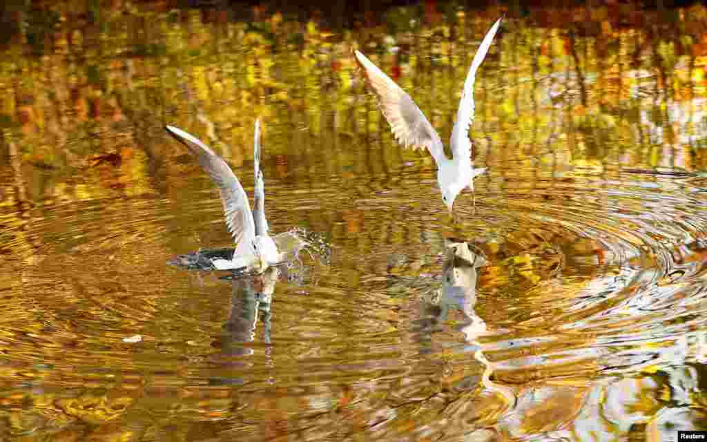 Autumn colors are reflected in the water as gulls dive for food on the Grand Union Canal in Loughborough, Britain.