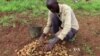 Ebola Economic Toll Stirs W. Africa Food Security Concerns