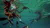 Aumentan ataques de tiburones