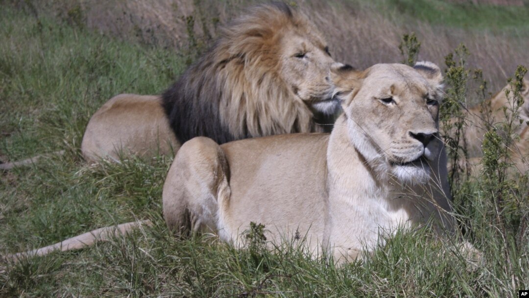 Researchers warn that the lion is rapidly losing its habitat in the savannahs of Africa.