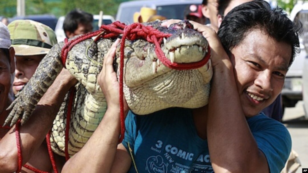 A man carries a crocodile on his shoulder after he and his team killed it at a flooded residential area in Bangbuatong district of Nonthaburi province, north of Bangkok, Thailand Sunday, Oct. 23, 2011.
