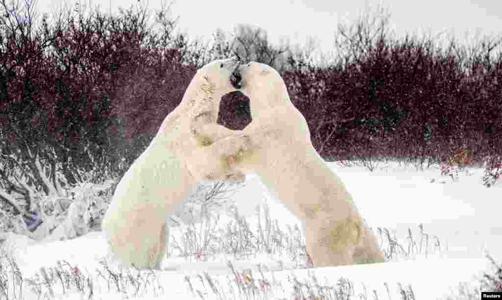 Polar bears spar near the Hudson Bay community of Churchill, Manitoba, Canada, Nov. 20, 2021.