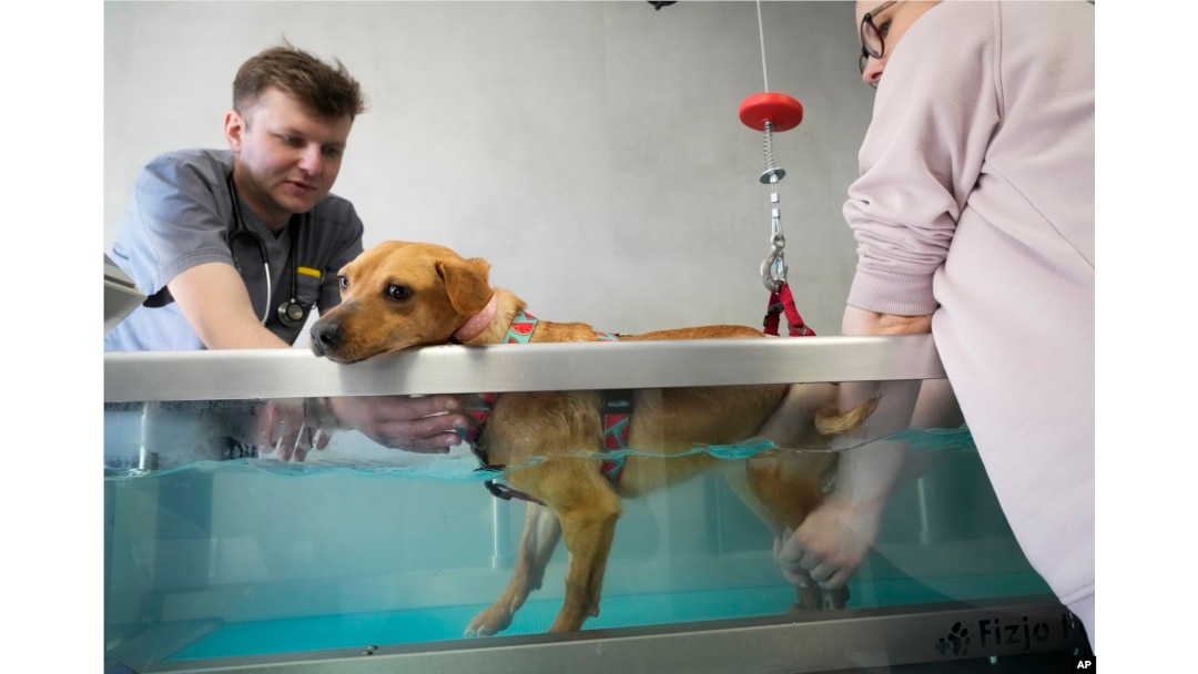 FILE - Veterinary doctor Jakob Kotowicz, left, and his assistant treat a dog with a broken leg in a water bath at the ADA foundation center in Przemysl, southeastern Poland, Monday, March 28, 2022. (AP Photo/Sergei Grits)