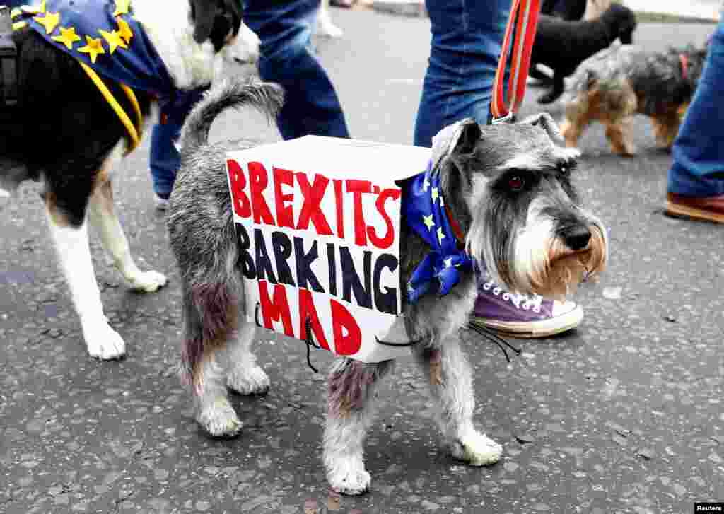 Anti-Brexit protesters and their dogs join a march called &#39;Wooferendum&quot;, in London, Britain.