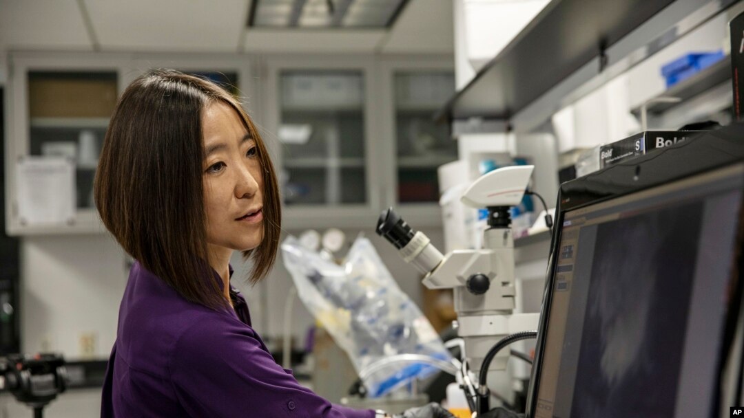 Cheryl Hayashi uses a microscope to work on a spider in her lab at the American Museum of Natural History in New York. (AP Photo/Jeremy Rehm)