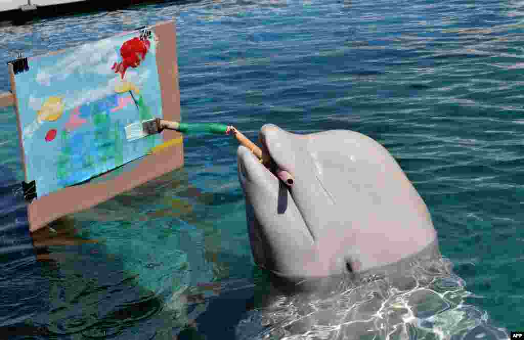 A Beluga whale paints a picture with a special paintbrush at the Hakkeijima Sea Paradise aquarium in Yokohama, suburban Tokyo, Japan.