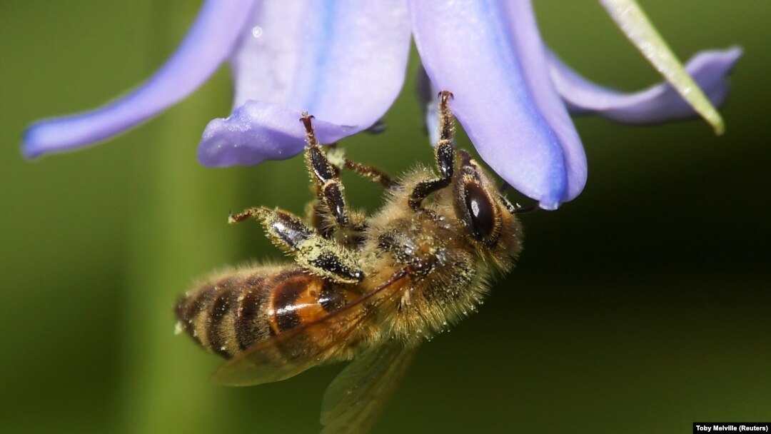 A bee covered with pollen hooks itself onto a petal of a bluebell in a garden, as the spread of the coronavirus disease (COVID-19) continues, in West London, Britain, April 23, 2020.