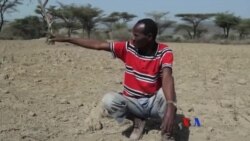 የድርቅ ሁኔታ በኢትዮጵያ ዶዶታ ወረዳ